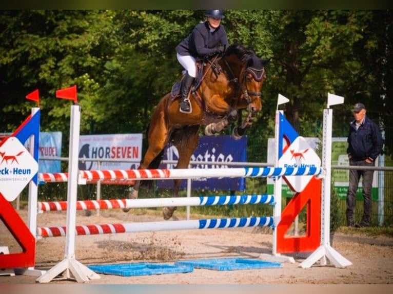 Koń holsztyński Wałach 10 lat 176 cm Gniada in B&#xFC;dingen