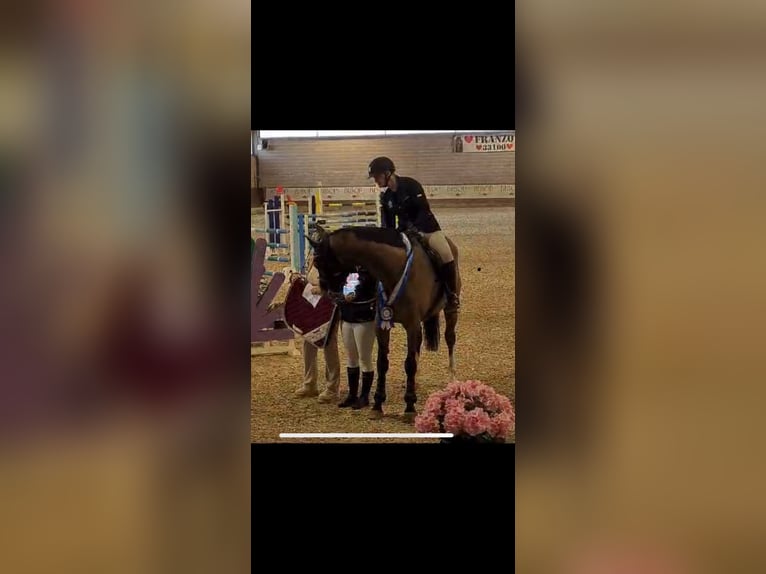 Koń holsztyński Wałach 10 lat 179 cm Gniada in Klagenfurt