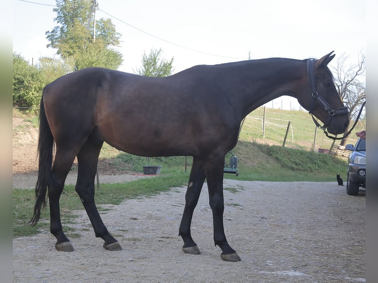 Koń holsztyński Wałach 10 lat 180 cm Gniada in Maribor