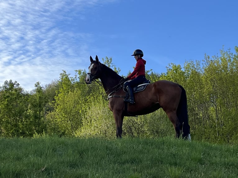 Koń holsztyński Wałach 10 lat 182 cm Gniada in Sontra