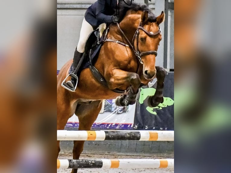 Koń holsztyński Wałach 11 lat 164 cm Gniada in Chyliczki