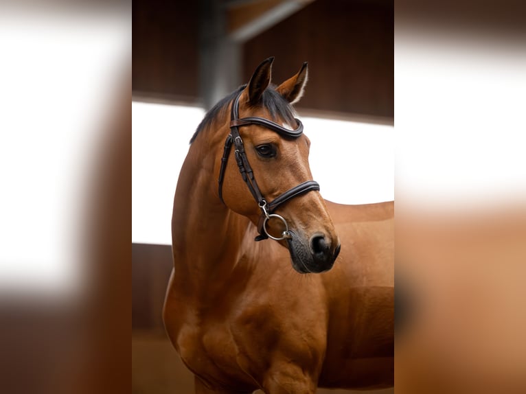 Koń holsztyński Wałach 11 lat 164 cm Gniada in Chyliczki