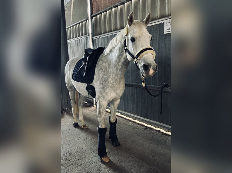 Koń holsztyński Wałach 11 lat 165 cm Siwa jabłkowita in Willich