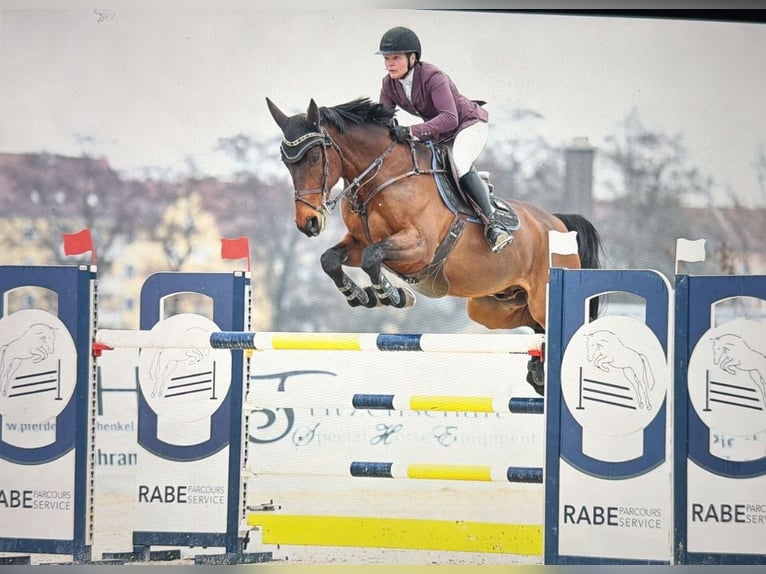 Koń holsztyński Wałach 11 lat 166 cm Gniada in Poxdorf