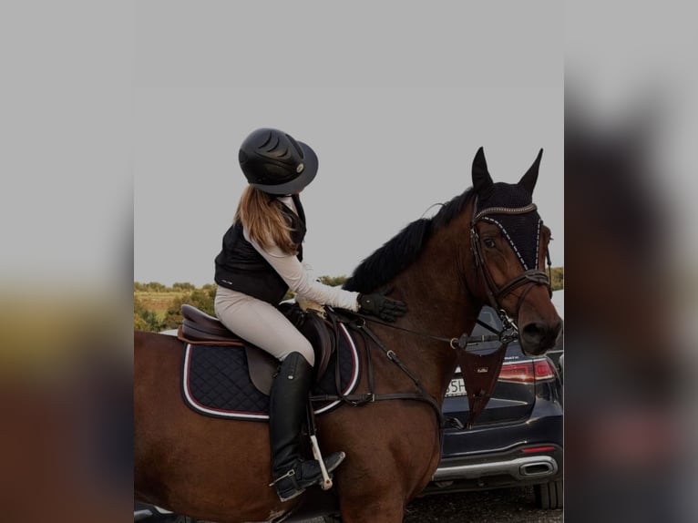 Koń holsztyński Wałach 11 lat 168 cm Ciemnogniada in Warschau