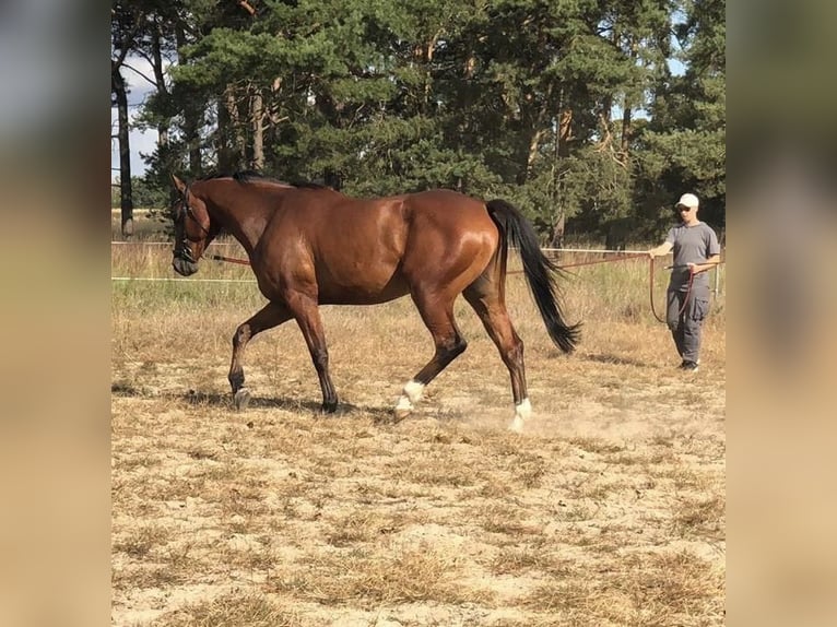 Koń holsztyński Wałach 11 lat 170 cm Gniada in Altlandsberg