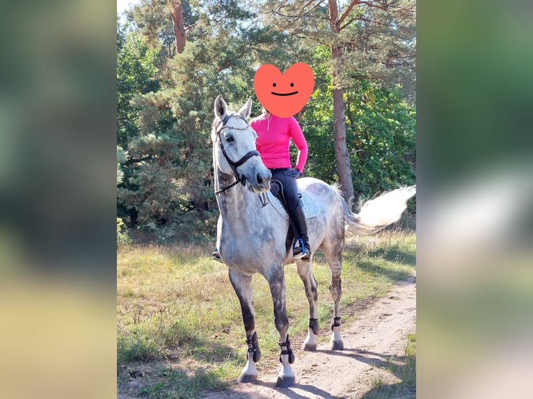 Koń holsztyński Wałach 11 lat 175 cm Siwa jabłkowita in Büddenstedt