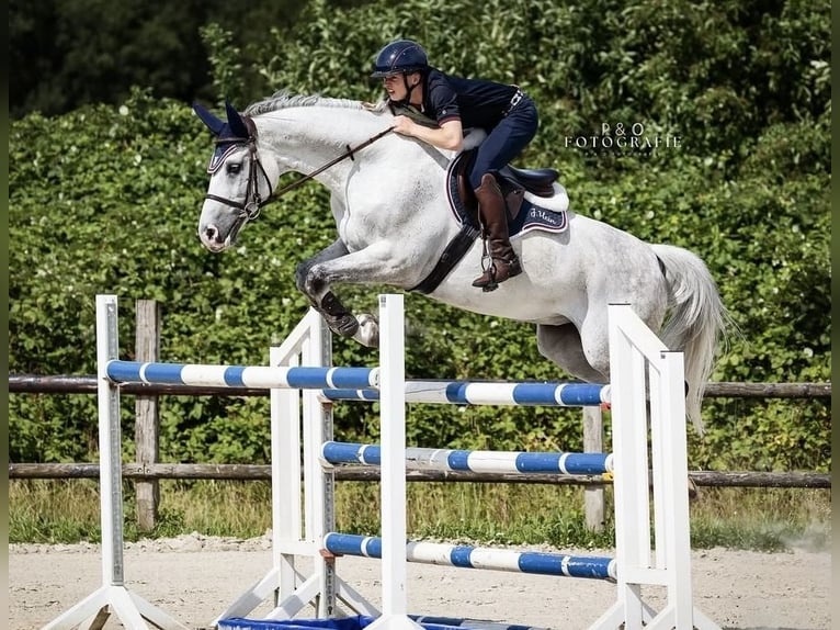 Koń holsztyński Wałach 12 lat 165 cm Siwa in Hagen