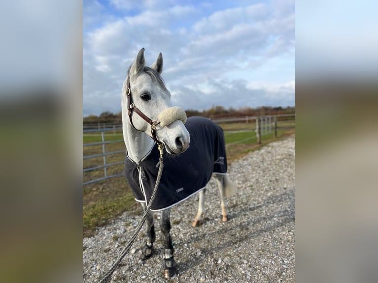 Koń holsztyński Wałach 12 lat 165 cm Siwa in Hagen