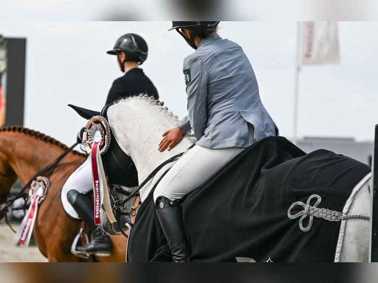 Koń holsztyński Wałach 12 lat 165 cm Siwa in Pulheim