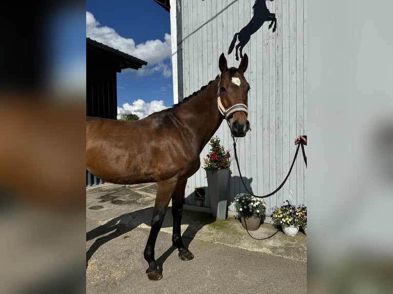 Koń holsztyński Mix Wałach 12 lat 168 cm Gniada in Giengen an der Brenz