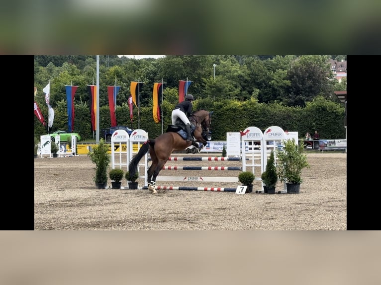 Koń holsztyński Mix Wałach 12 lat 168 cm Gniada in Giengen an der Brenz
