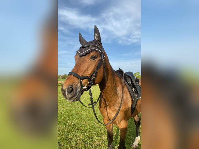Koń holsztyński Mix Wałach 12 lat 168 cm Gniada in Giengen an der Brenz