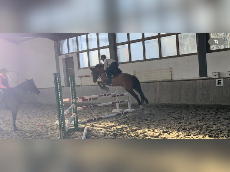 Koń holsztyński Wałach 12 lat 168 cm Kasztanowata in Freiburg im Breisgau
