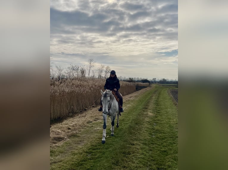 Koń holsztyński Wałach 12 lat 168 cm Siwa jabłkowita in Laa an der thaya