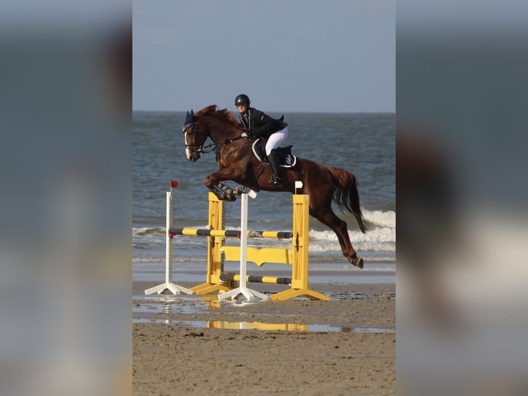 Koń holsztyński Wałach 12 lat 170 cm Kasztanowata in Kreuztal