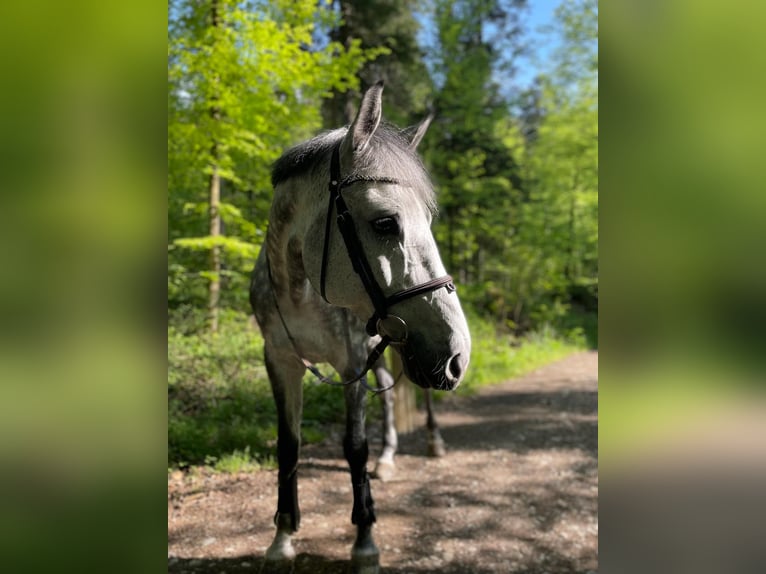 Koń holsztyński Wałach 12 lat 170 cm Siwa in Schaffhausen