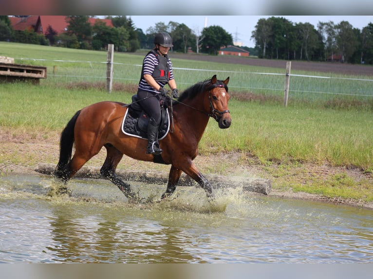 Koń holsztyński Wałach 12 lat 171 cm Gniada in L&#xFC;dersfeld