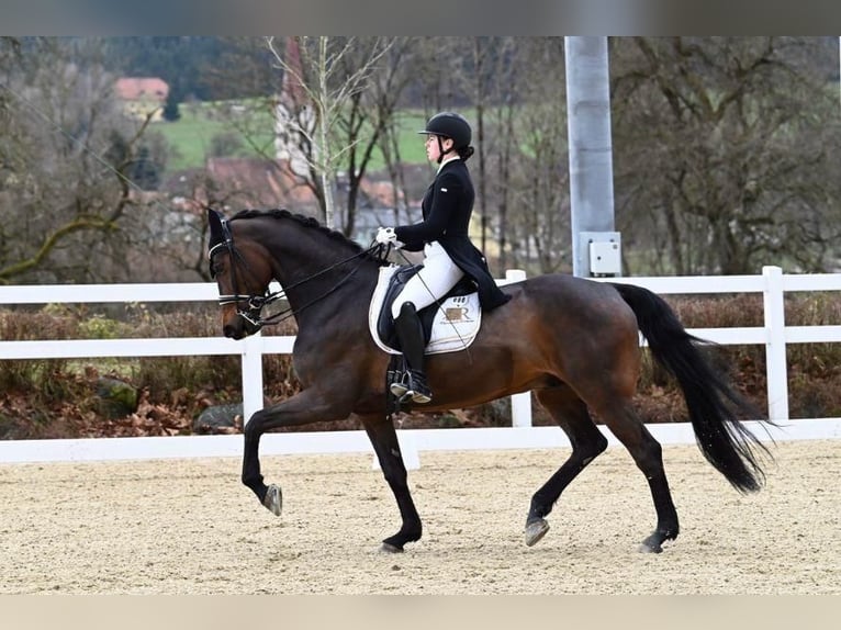Koń holsztyński Wałach 12 lat 172 cm Ciemnogniada in Biel-Benken