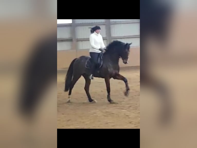 Koń holsztyński Wałach 12 lat 172 cm in Leck