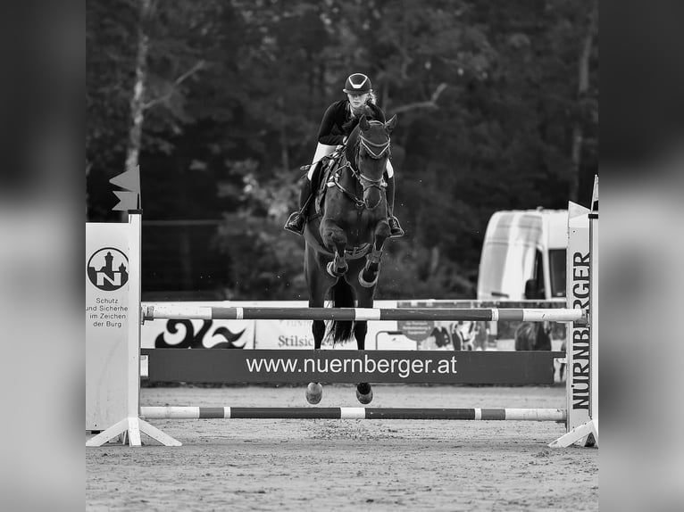 Koń holsztyński Wałach 12 lat 175 cm Gniada in Lochau