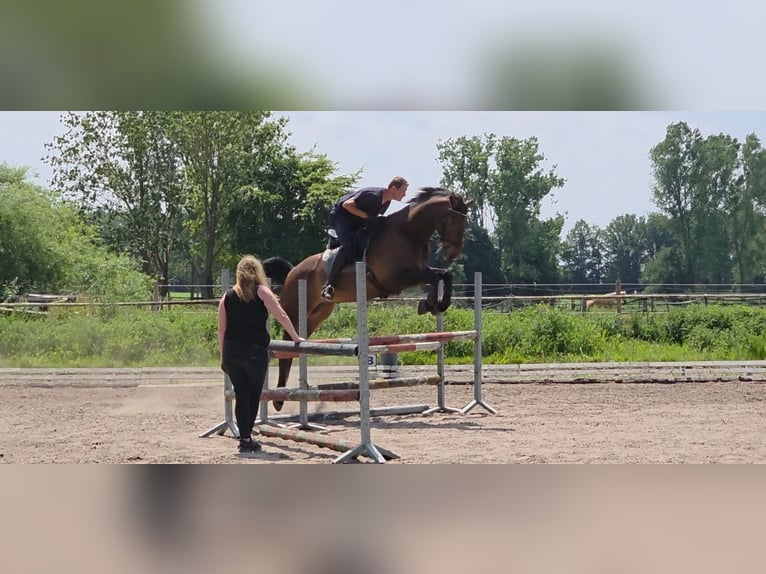 Koń holsztyński Wałach 12 lat 175 cm Skarogniada in Achim