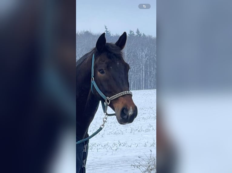 Koń holsztyński Wałach 12 lat 175 cm Skarogniada in Achim