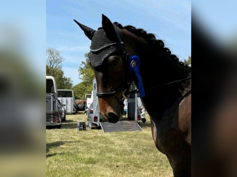 Koń holsztyński Wałach 12 lat 175 cm Skarogniada in Achim