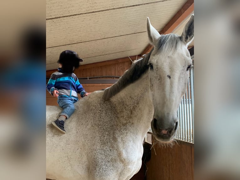 Koń holsztyński Wałach 12 lat 180 cm Siwa in Hochdorf