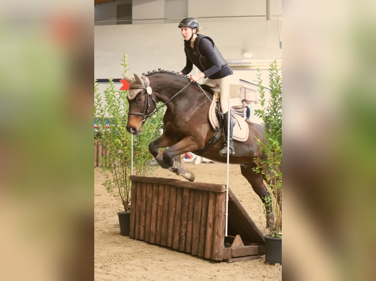 Koń holsztyński Wałach 13 lat 162 cm Gniada in Lentföhrden