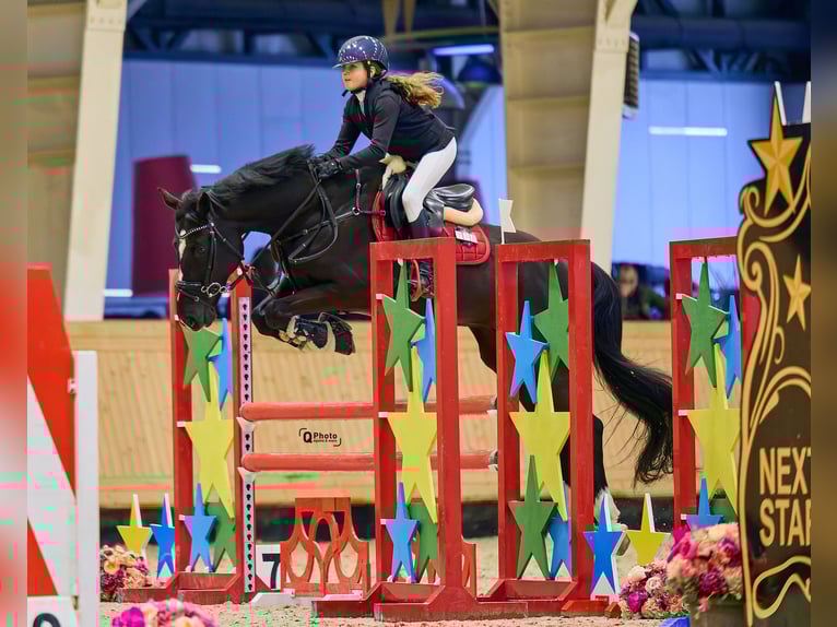 Koń holsztyński Wałach 13 lat 165 cm Ciemnogniada in Voluntari