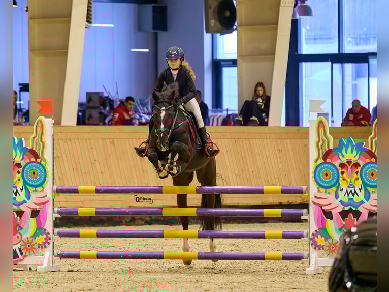 Koń holsztyński Wałach 13 lat 165 cm Ciemnogniada in Voluntari
