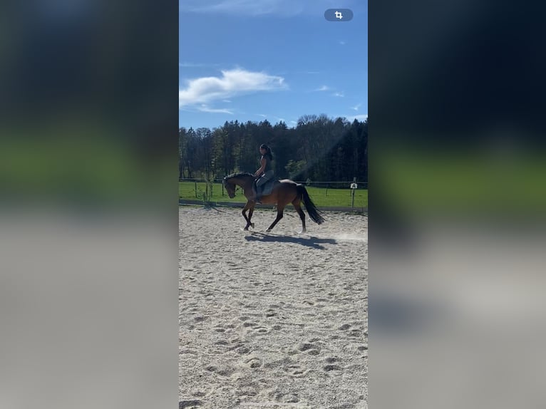 Koń holsztyński Wałach 13 lat 165 cm Gniada in Kloster Sch&#xE4;ftlarn