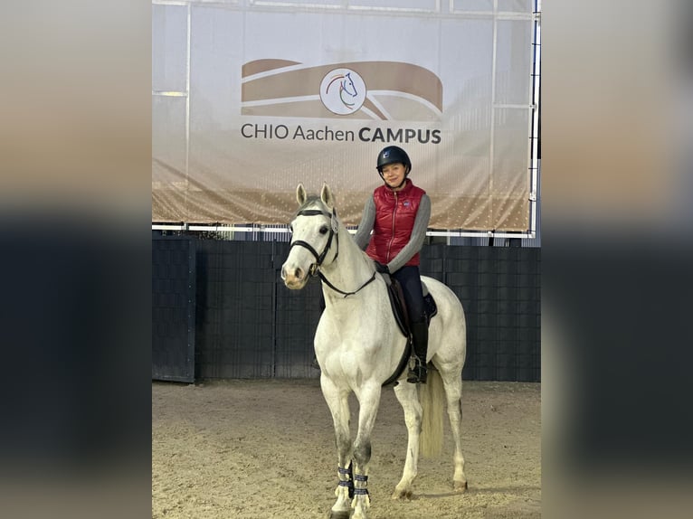 Koń holsztyński Wałach 13 lat 165 cm Siwa in München