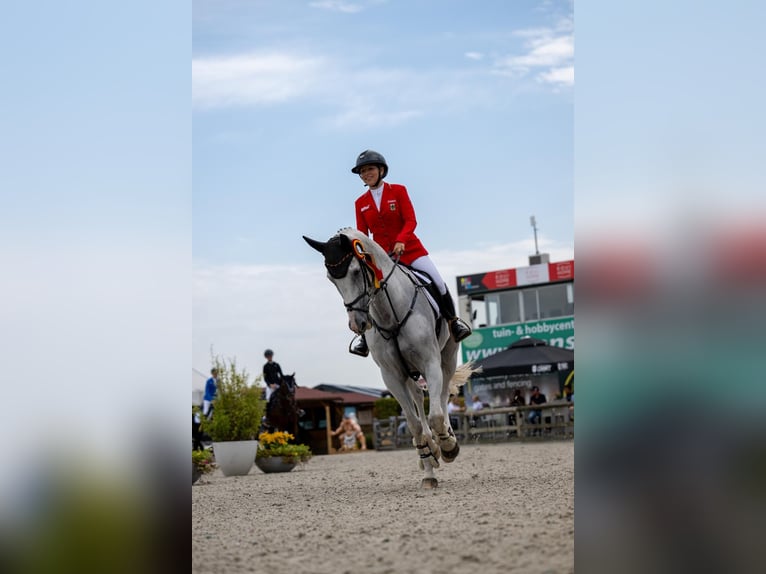Koń holsztyński Wałach 13 lat 165 cm Siwa in Pulheim
