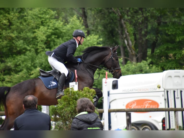 Koń holsztyński Wałach 13 lat 168 cm Ciemnogniada in Riegersburg
