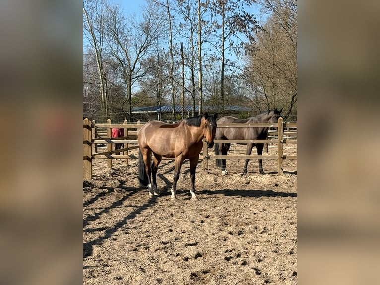 Koń holsztyński Wałach 13 lat 168 cm Gniada in Willich
