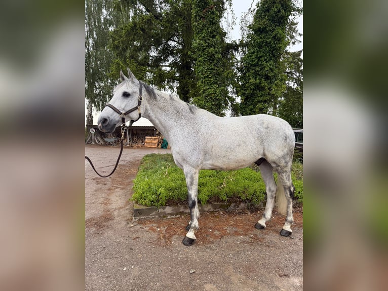 Koń holsztyński Wałach 13 lat 170 cm Siwa in Schaffhausen