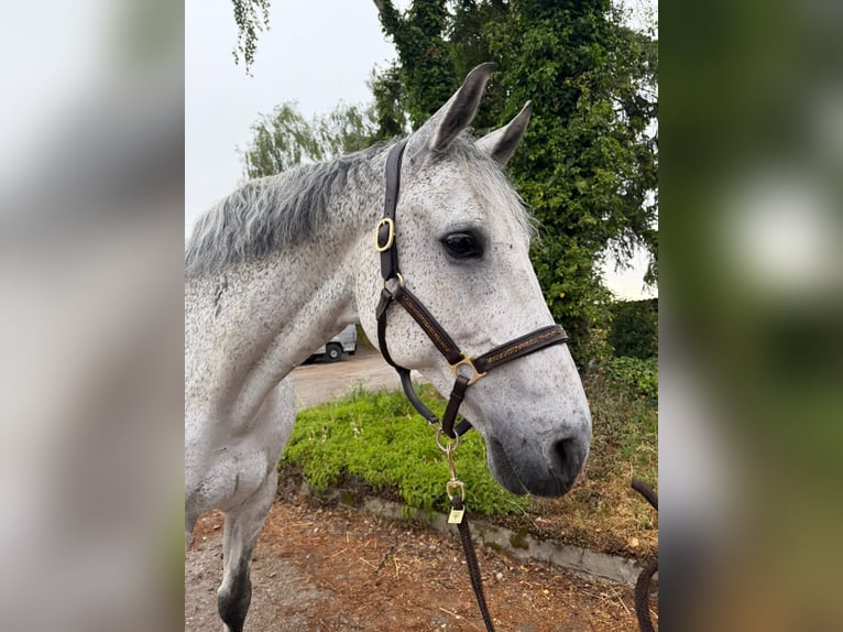 Koń holsztyński Wałach 13 lat 170 cm Siwa in Schaffhausen
