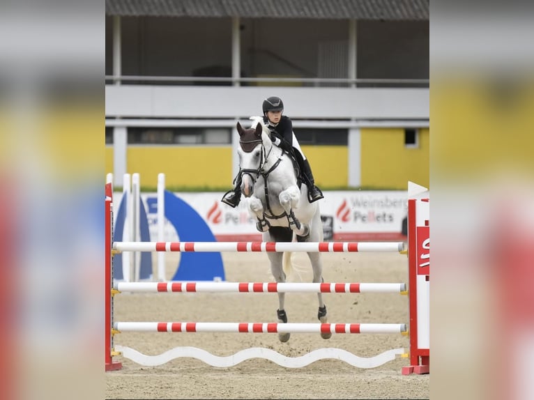 Koń holsztyński Wałach 13 lat 170 cm Siwa in Traidendorf