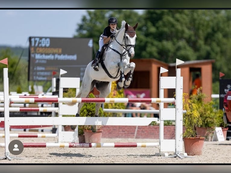 Koń holsztyński Wałach 13 lat 170 cm Siwa in Traidendorf