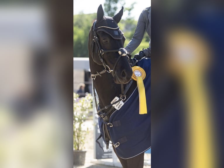 Koń holsztyński Wałach 13 lat 170 cm Skarogniada in Andernach