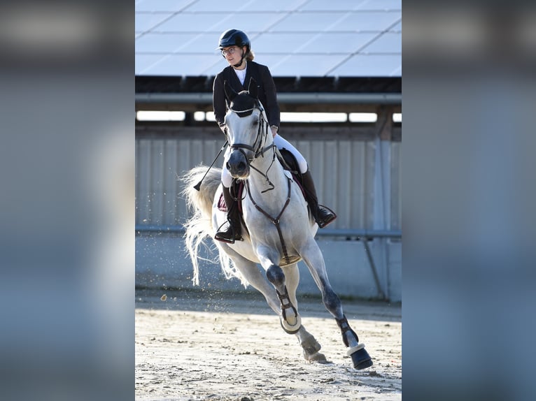 Koń holsztyński Wałach 13 lat 172 cm Siwa in Fußgönheim