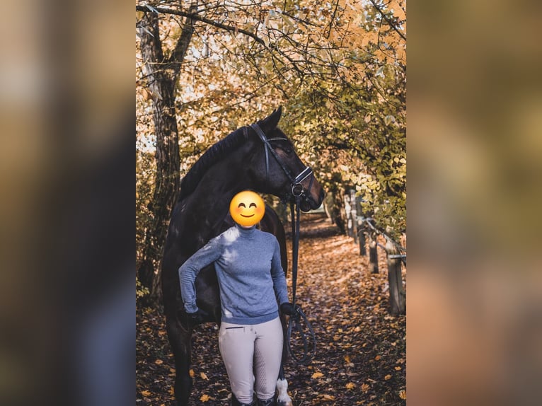 Koń holsztyński Wałach 13 lat 173 cm Ciemnogniada in Hebertshausen