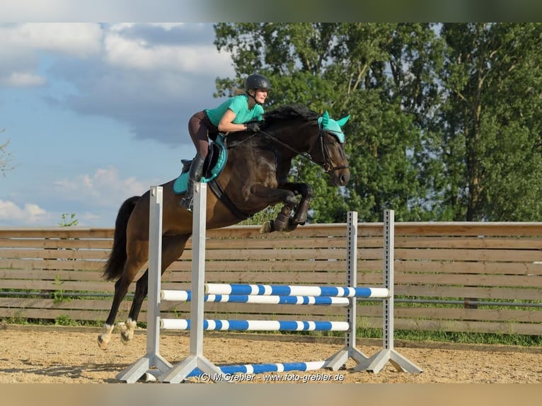 Koń holsztyński Wałach 13 lat 173 cm Ciemnogniada in Hebertshausen