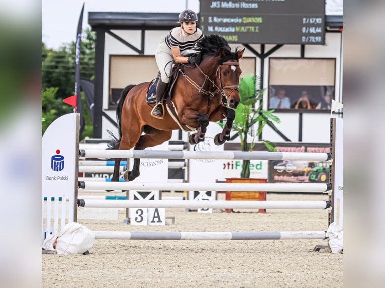 Koń holsztyński Wałach 13 lat 173 cm Gniada in Modrzewie