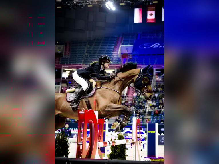 Koń holsztyński Wałach 13 lat 174 cm Gniada in Elizówka