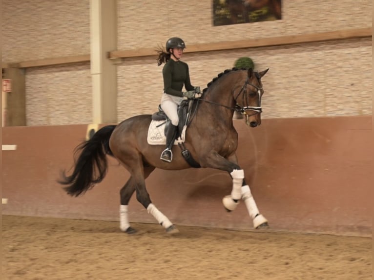 Koń holsztyński Wałach 13 lat 175 cm Ciemnogniada in Wehringen