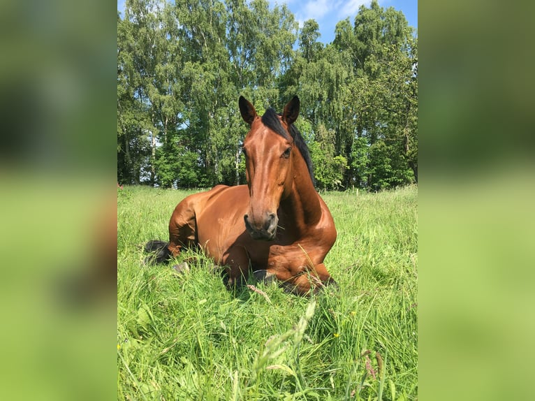 Koń holsztyński Wałach 13 lat 182 cm Gniada in Niepars