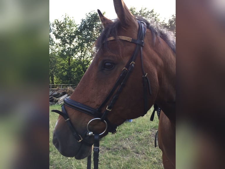 Koń holsztyński Wałach 14 lat 165 cm Gniada in Kaltenkirchen